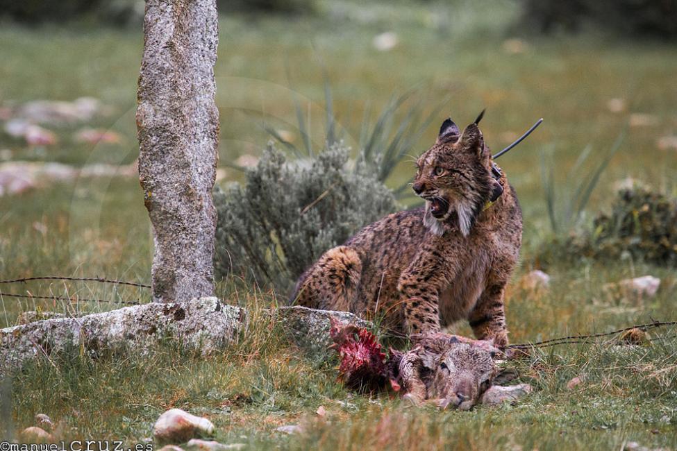 Lince ibérico (Lynx pardinus)